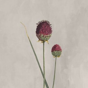 RARE FLOWERS 10
