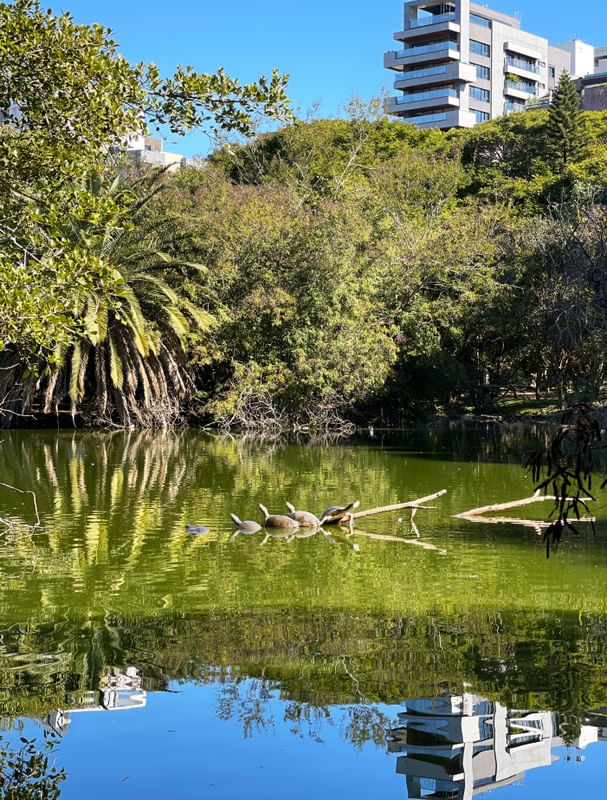 BANHO DE SOL NO PARQUE MOINHOS DE VENTO - PORTO ALEGRE