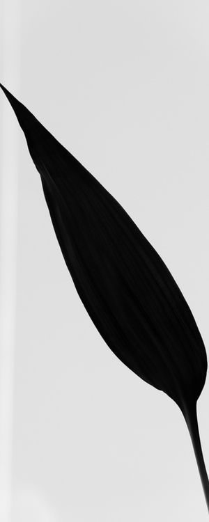 MONOCHROME LEAF