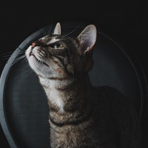 JAX