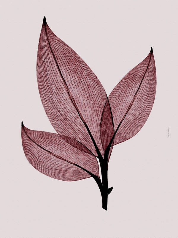 FÔLEGO N.050