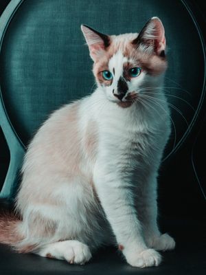 KURT THE CAT