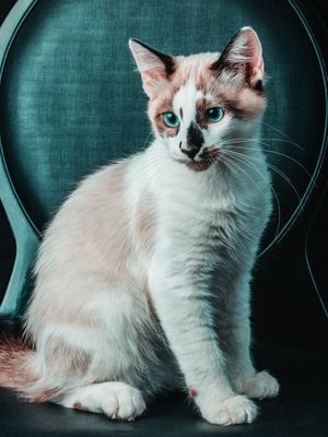 KURT O GATO