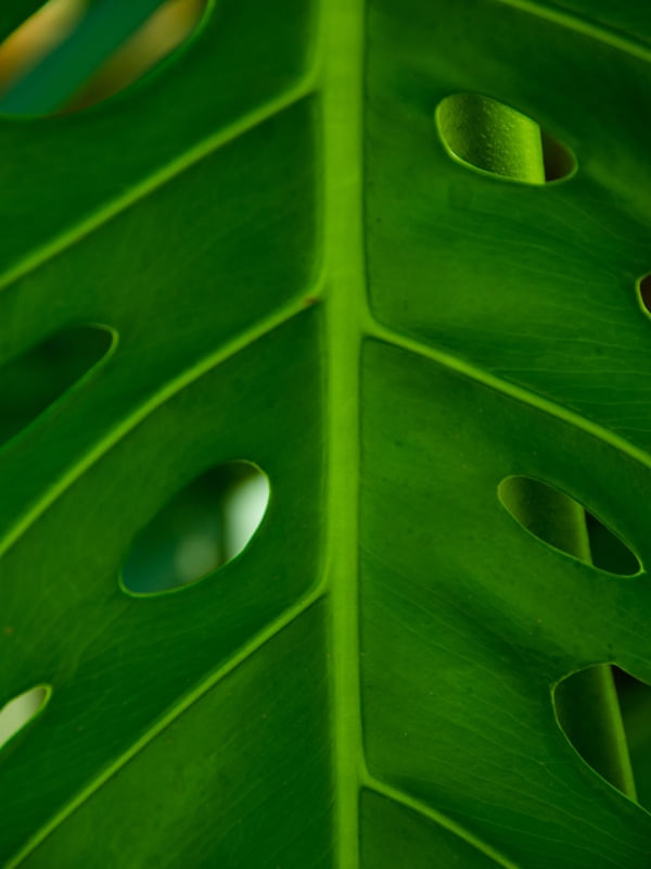 MINIMAL GREEN