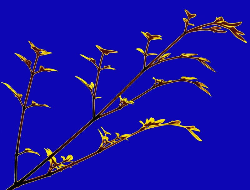 FOLHAGEM AZUL ELF