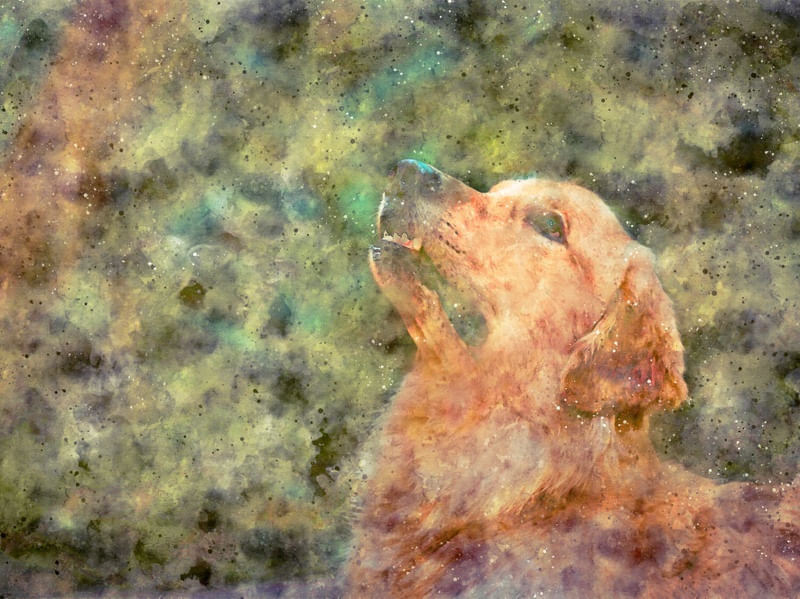 GOLDEN RETRIEVER ART AQUA