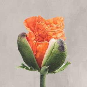 RARE FLOWERS 3