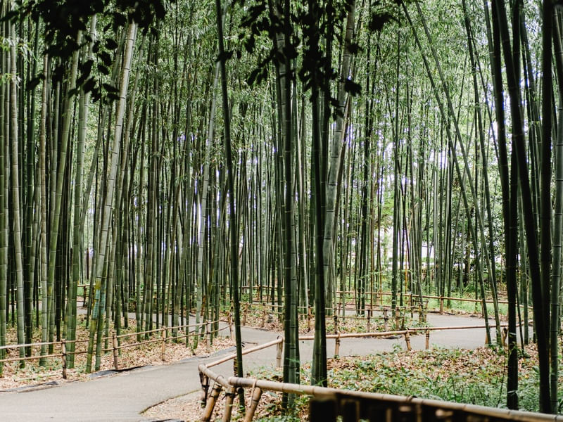 BAMBOO ARASHIYAMA 2