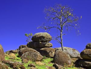 IPÊ & PEDRAS