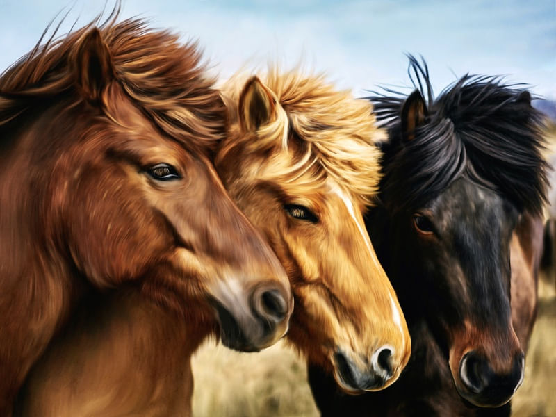 HORIZON HORSES