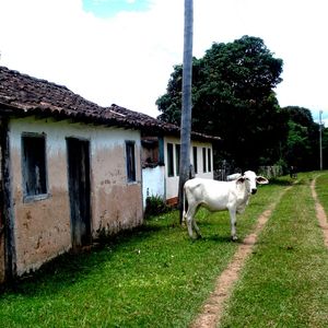 RURAL