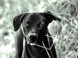 CÃES 19 UA
