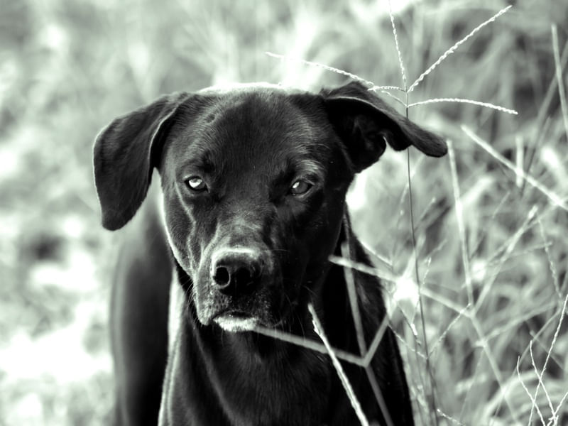 CÃES 19 UA