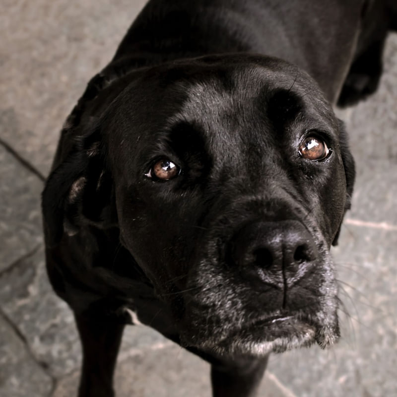 CÃES 26 UA