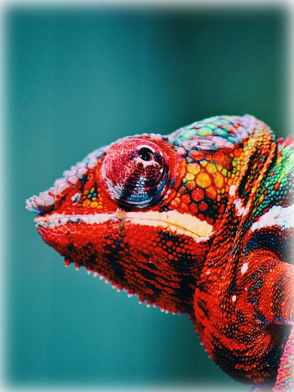 NATUREZA MULTICOLORIDA