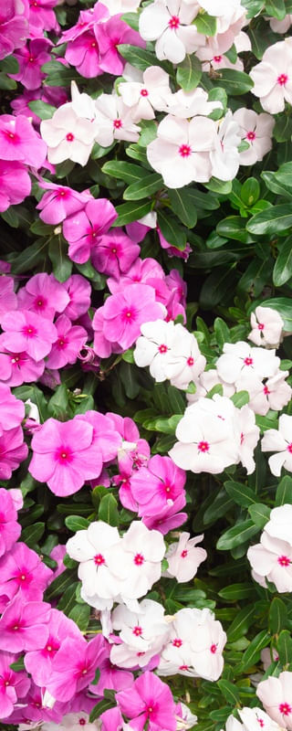 AS FLORES 2