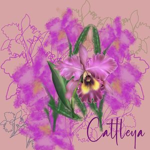 CATTLEYA