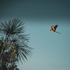 ARARA AZUL E AMARELA