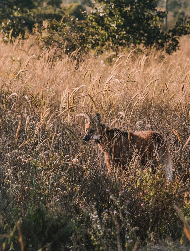 LOBO-GUARÁ NO CERRADO