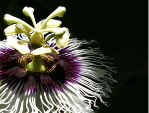 FLOR DE MARACUJÁ 3