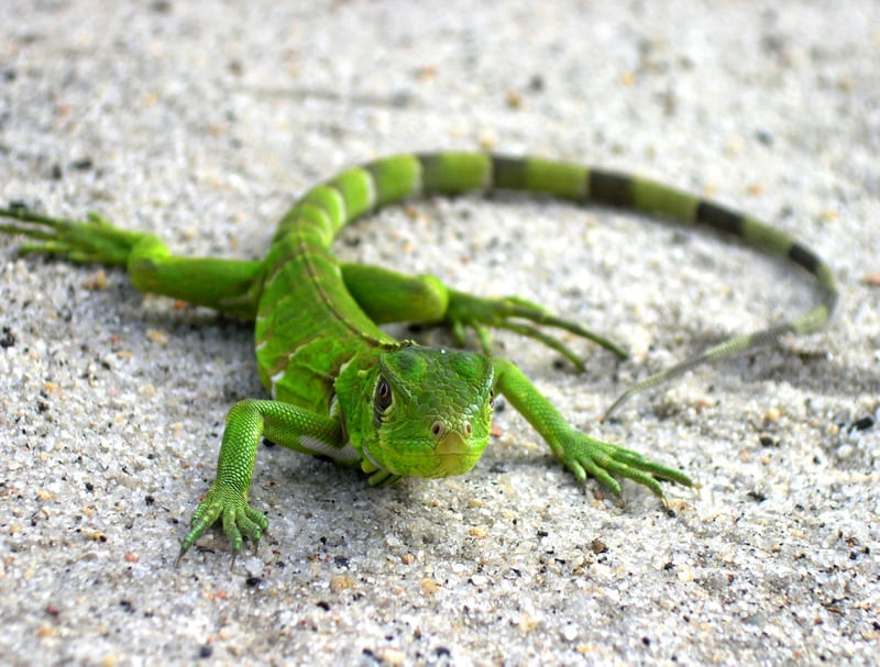 O LAGARTO 3