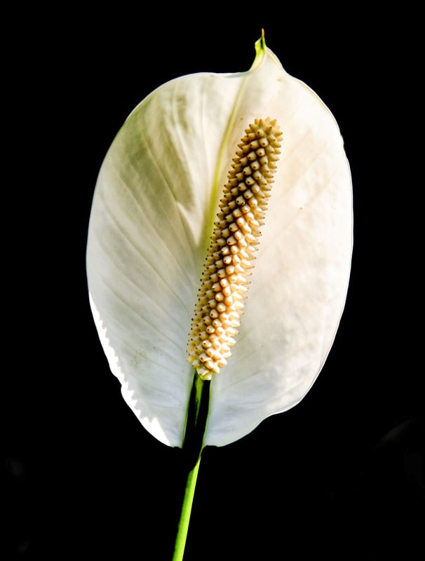 FLOR 521