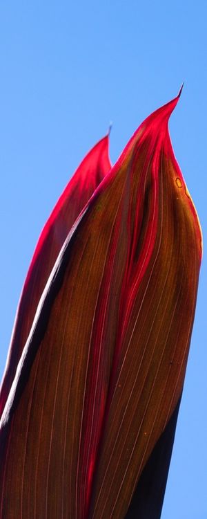 FOLHAS VERMELHAS 3