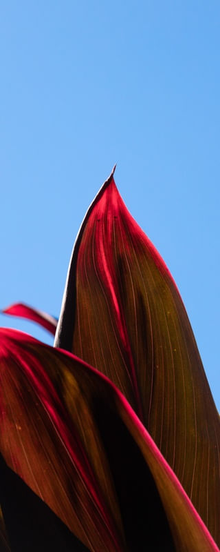 FOLHAS VERMELHAS 4