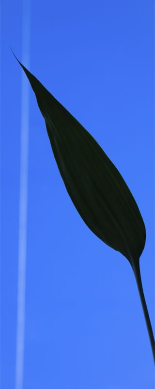 LEAF 4