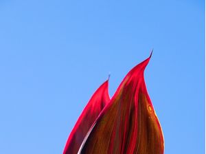 FOLHAS VERMELHAS - DÍPTICO A