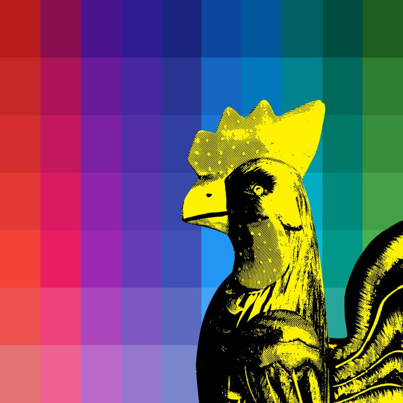 GALO AMARELO
