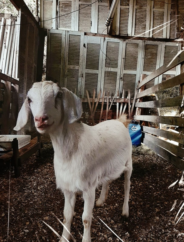 GOAT'S SMILE
