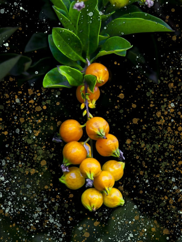 FRUTINHAS DE RUA