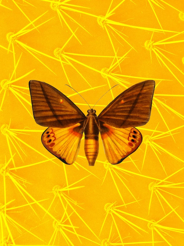 BORBOLETA - II