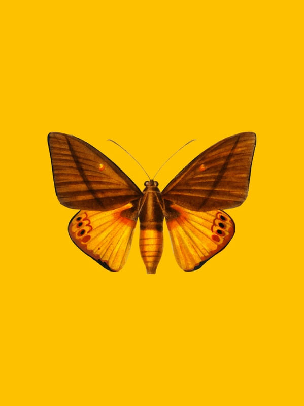 BORBOLETA AMARELA - III