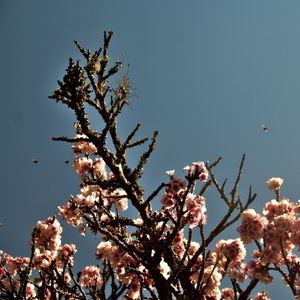 CEREJEIRA JAPONESA N°1 - 2021