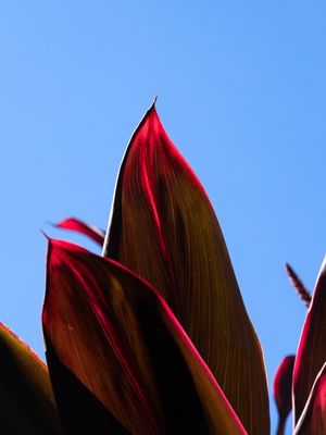FOLHAS VERMELHAS 5