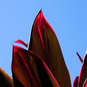 FOLHAS VERMELHAS 6