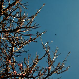 CEREJEIRA JAPONESA N°33 - 2021