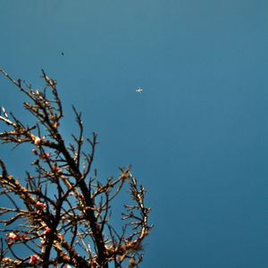 CEREJEIRA JAPONESA N°34 - 2021