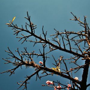 CEREJEIRA JAPONESA N°35 - 2021