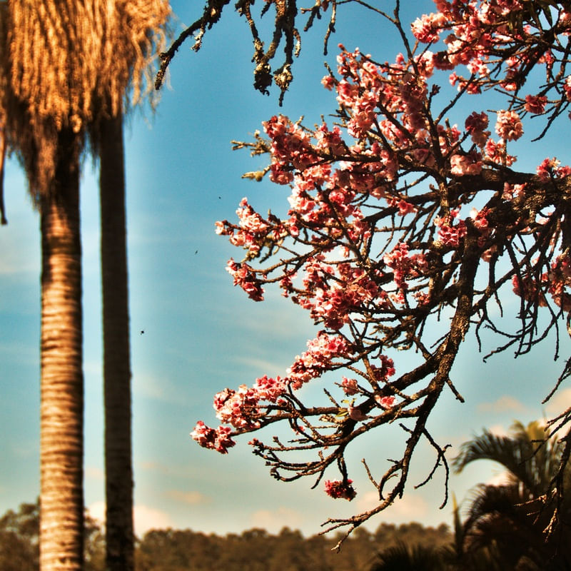 CEREJEIRA JAPONESA N°36 - 2021