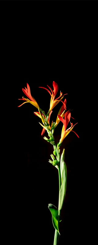 PLANT 2