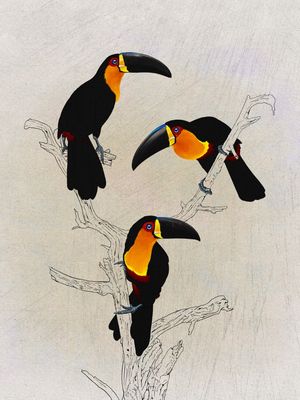 TUCANO BICO PRETO