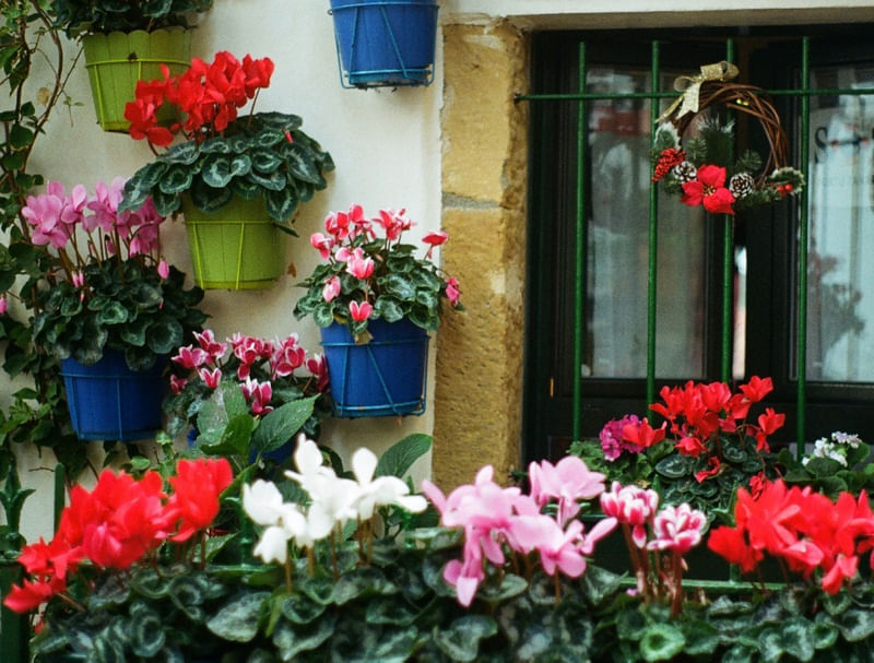 JANELA DE FLORES