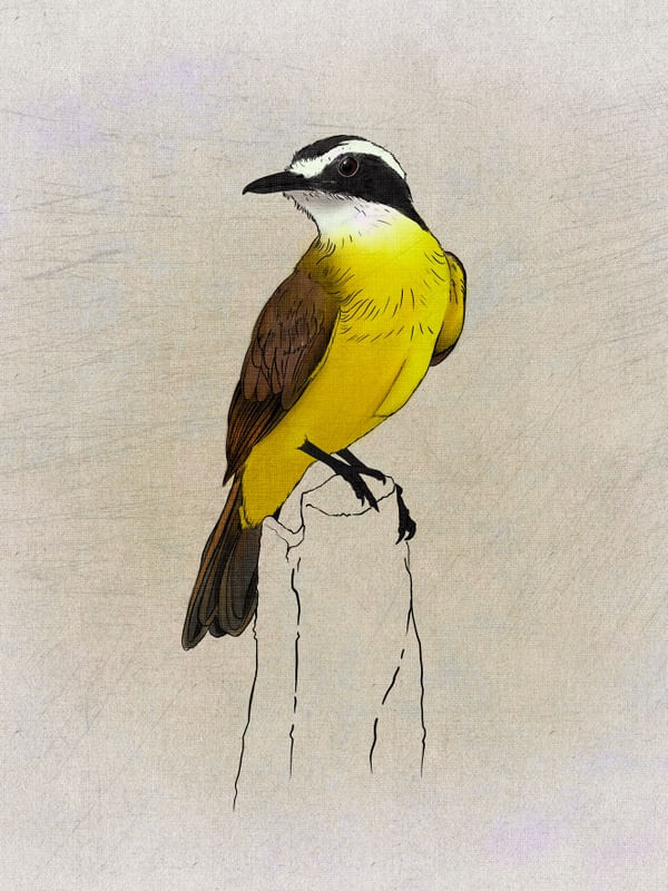 BEM TE VI BIRD