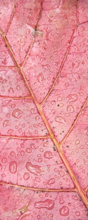LEAF 5