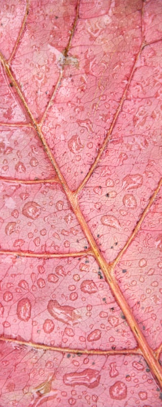 LEAF 5