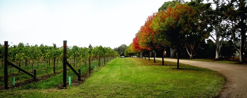 AUSTRALIA VICTORIA STATE VINEYARDS F