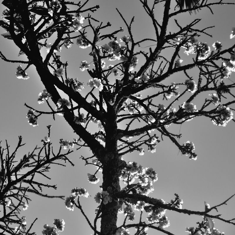 CEREJEIRA JAPONESA N°11 PB - 2021